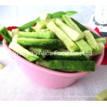 Crispy Vacuum Fried Vegetables Vf Green Radish Sticks